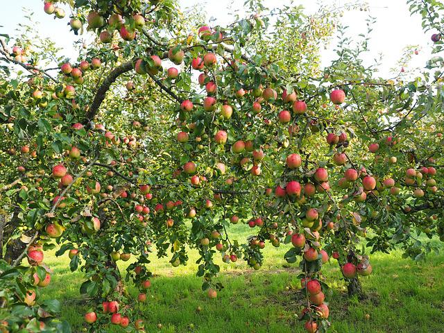 Apples on a tree