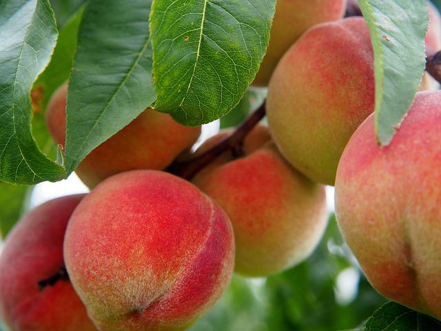 peaches-comingsoon-v2